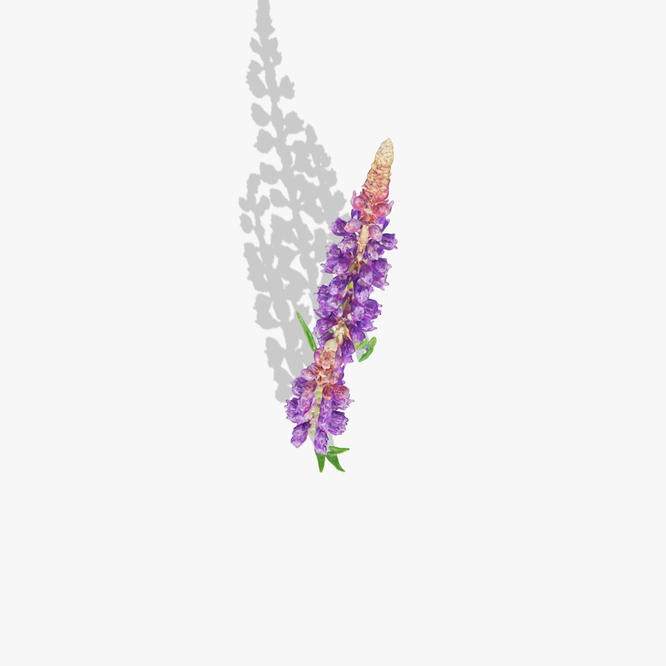 Lavender Flower Model Pack Realistic Botanical D